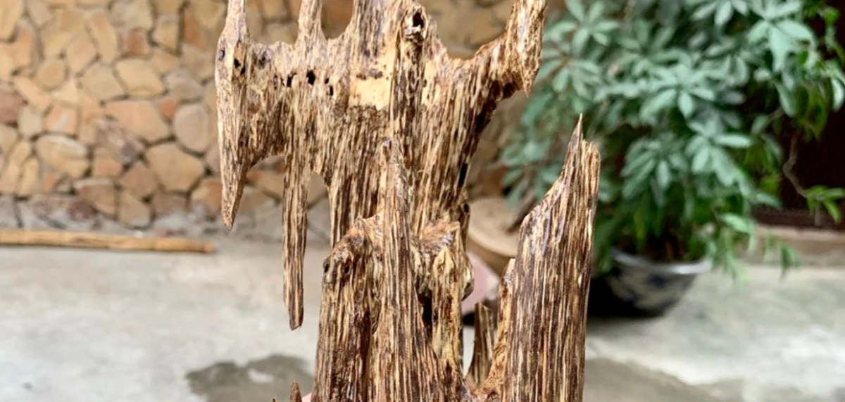 guruaromatix News Story Image For Cultivated Vietnamese Ant Nest Agarwood - Aromatherapy in Farnham, sandalwood oil,  Scrub & Wrap,  Ultimate Detox,  Aromatherapy essential oils,  Aromatherapy benefits, oud oils,  Aromatherapy candles,  Skin Polish, artisan distillation, Hojari Frankincense Oil,  Aromatherapy diffuser